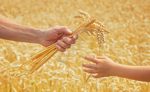 带小孩的男人手里握着小麦的粒子 有选择地集中注意力信仰面包光束父亲童年女孩小穗生活领导手指图片