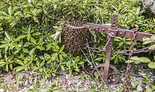 农村自然蜂群的自然成群蜜蜂草地场地植物学植物花蜜花瓣飞行宏观野生动物漏洞图片