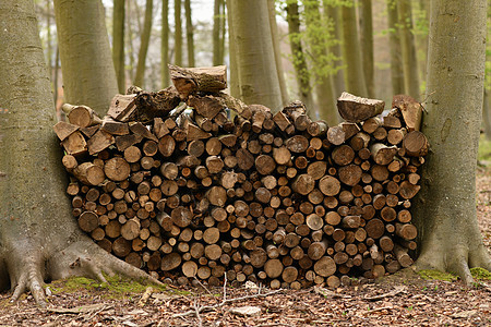 一排用于壁炉的原木燃料树干材料柴堆地面木材日志木头环境活力图片