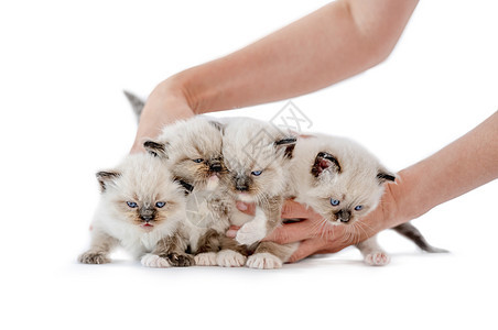 白背景的拉格多尔小猫爪子猫科动物宠物毛皮工作室婴儿孩子们布娃娃蓝色动物图片