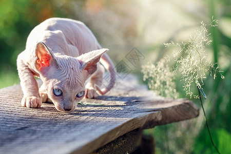 没有毛皮的小猫在夏天 潜伏在长凳上图片