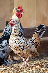 鸡舍里有一只斑点的迷你母鸡 在背景中对公鸡的模糊视线图片