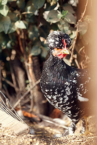 黑拖制母鸡隐藏并密切监视环境高清图片
