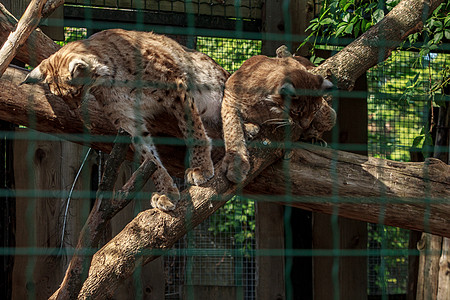 两只猫儿家庭私爱动物玩耍野生动物山猫大猫荒野指甲笼子锐化毛皮动物园捕食者图片