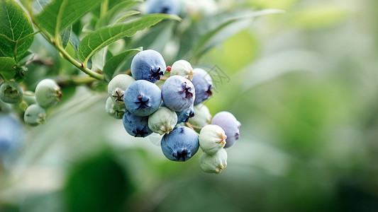 在蓝莓树丛上贴近一帮熟熟的蓝莓图片