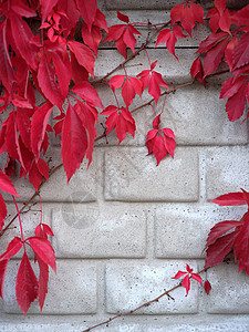 灰墙的垂直照片 红色攀爬植物挂在图片