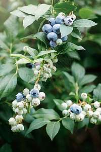 蓝莓植物 蓝莓成熟 在灌木丛图片