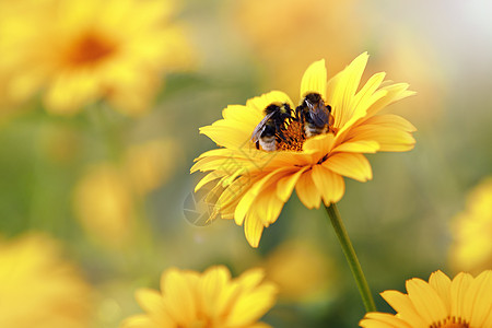 非常柔软 粘糊背景 黄色的石茶花朵和两只蜜蜂 在花瓣上图片