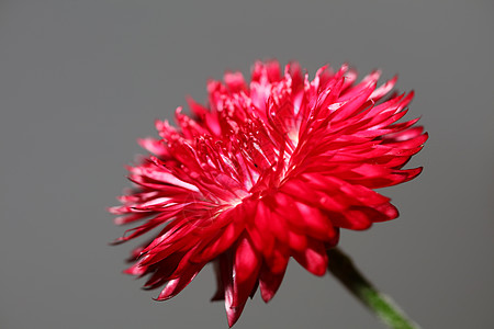 红花花收紧植物背景家族 高质量大尺寸家庭装饰品昆虫花园花瓣墙纸荒野辉煌花坛园艺摄影公园图片