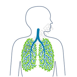 人的肺 健康洁净的肺 支气管树 生态医学与健康 健康的生活方式 矢量插画图片