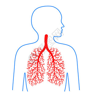 肺和支气管 人类呼吸系统 医药和保健 病媒图解图片