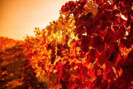 在温暖的日落阳光下 葡萄园里明亮的秋红橙黄色葡萄树叶 美丽的成熟葡萄串 酿酒和有机水果园艺 特写 选择性的焦点日出农场国家生长植图片