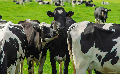 牛在牧场里放牧 有选择的焦点国家哺乳动物草地村庄场地牛肉晴天农场动物天空图片