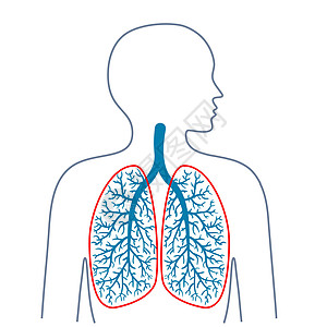 肺解剖光 呼吸系统 药物和健康插画