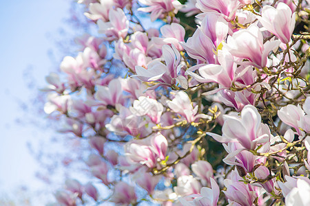 春天盛开美丽的木兰 有选择的焦点生长季节植物学晴天紫色玉兰苔藓天空植物阳光图片
