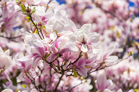 春天盛开美丽的木兰 有选择的焦点晴天植物学阳光水果植物紫色植物群生长天空花园图片
