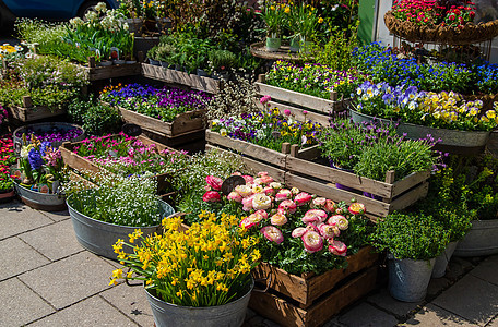 花和植物在锅里出售 有选择的焦点中心植物群横幅叶子花盆库存园艺温室市场花园图片