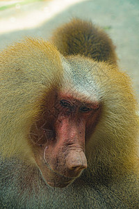 新加坡动物园曼托比图像生物动物园灵长类荒野草食性食草野生动物狒狒动物陆地图片