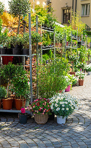花和植物在锅里出售 有选择的焦点植物学热带市场温室团体中心苔藓店铺生长苗圃图片