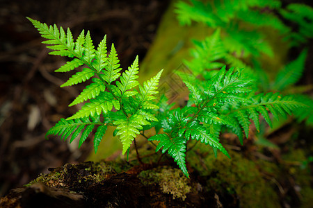 澳大利亚塔斯马尼亚热带雨林中的野生野生动物衬套蕨类植物群苔藓异国环境荒野叶子植物学公园图片