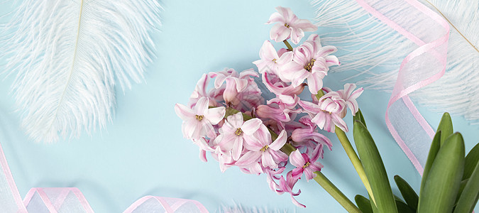 横幅与粉色风信子花与白色羽毛在柔和的蓝色或青色与粉红色丝带 春天来临的概念 春天或夏天的背景图片