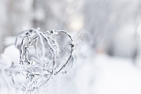 特写白雪背景上的带霜冻的刺铁丝网图片