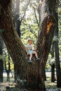 可爱的小男孩在春天或夏天坐在公园的大树上 孩子在城市花园里爬树图片