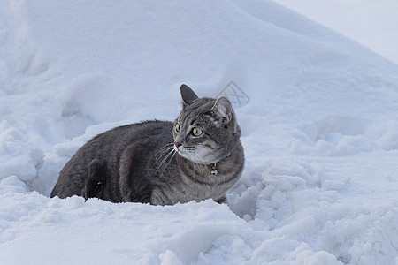 一只在雪地的领子上被吓坏的灰猫 凝视着四周 冰冻的宠物在雪地里图片