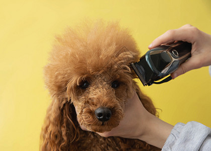 一只红色迷你贵宾犬的头和一只手 黄色背景上有一只狗剪图片
