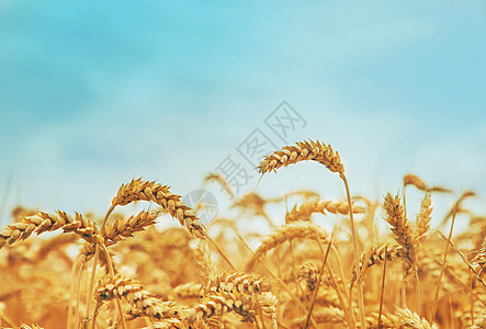 阳光明媚的一天小麦田 有选择的重点日落农场农村土地谷物国家小麦季节收成蓝色图片