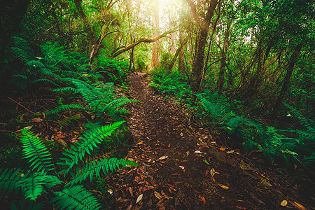 澳大利亚塔斯马尼亚的美丽雨林丛林图片