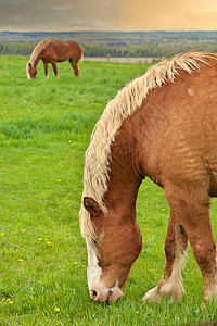 两匹雄性松饼栗木马 种在牧草草地上放牧 配有金色日落图片