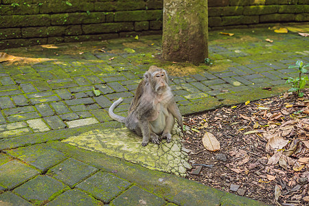 印度尼西亚巴厘乌布德猴林的猴子图片