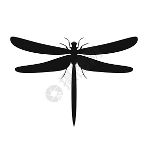 飞龙的神像 光环 矢量插图飞行标识野生动物动物黑色白色艺术漏洞环境翅膀图片