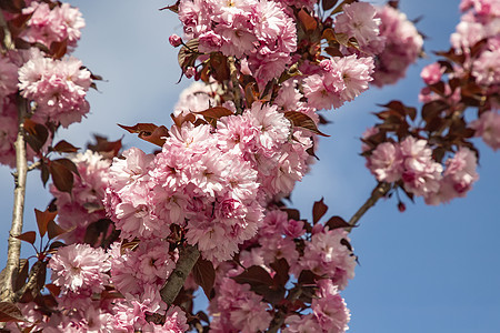 樱花树美丽柔和的色彩 樱花 锯齿李 八重樱植物群季节公园叶子生长生活植物花园枝条蓝色图片