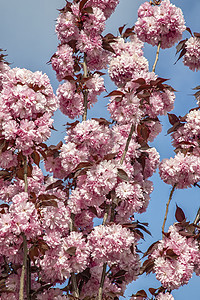 樱花树的美丽温柔颜色 樱花树 矢泽仓 垂直视野图片