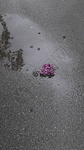 在雨中的湿沥青上 树叶枝在雨中图片