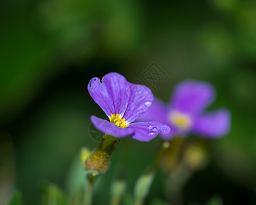 植物生长带雨滴的紫花  选择性焦点背景