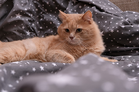 灰色床垫上的毛姜猫宠物床毛皮猫科动物床罩享受睡姿小猫家居猫咪睡眠图片