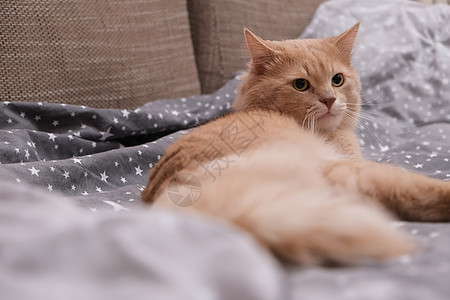 灰色床垫上的毛姜猫猫咪长毛卧室动物床罩享受爪子猫科动物宠物宠物床图片