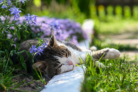 被美丽的花朵所依附的猫咪乐趣哺乳动物植物花园毛皮晶须说谎草地宠物小猫图片