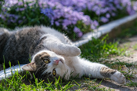 被美丽的花朵所依附的猫咪小猫乐趣晶须场地宠物晴天花园植物哺乳动物草地图片