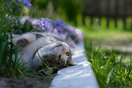 被美丽的花朵所依附的猫咪毛皮草地乐趣说谎宠物哺乳动物小猫花园植物场地图片