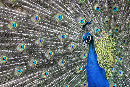 孔雀以张开的羽毛跳舞的画面动物绿色男性活力蓝色热带尾巴眼睛野生动物图片