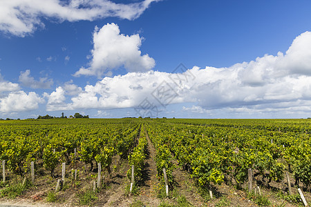 法国阿基塔内波尔多圣埃斯特芬赫附近的典型葡萄园绿色旅行场地生长乡村植物土地农业旅游农场图片