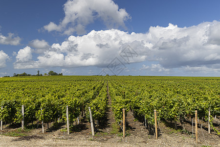 法国阿基塔内波尔多圣埃斯特芬赫附近的典型葡萄园旅行生长国家医生绿色酒厂农业植物场地旅游图片