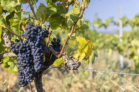 典型葡萄园 在法国罗昂角附近有蓝葡萄酒庄石头植物收成酒厂国家乡村绿色农村场地图片
