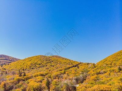 秋天森林空中上下方有绿树和黄树 夹杂着枯萎的花岗岩 美丽的秋天风景池塘叶子摄影时间树叶农村鸟瞰图金子旅行季节图片