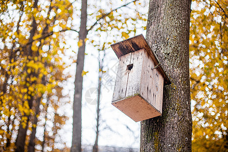 树上的鸟屋 鸟儿收容所木板野生动物房子荒野树干动物生态盒子黄色生活图片