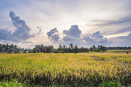 日出时用于背景的稻米字段收成种植园阳光土地环境场地食物国家天空植物图片